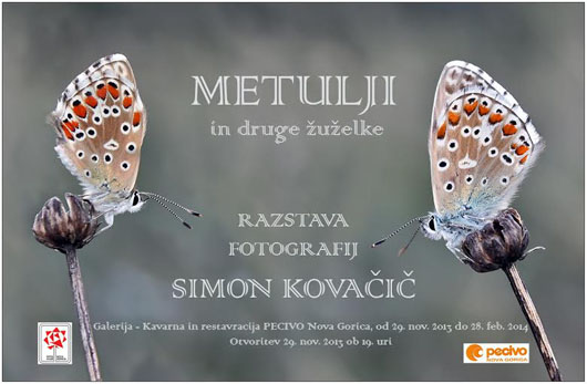 simon kovacic pecivo