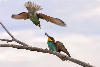 Simon Kovacic Courtship 2
