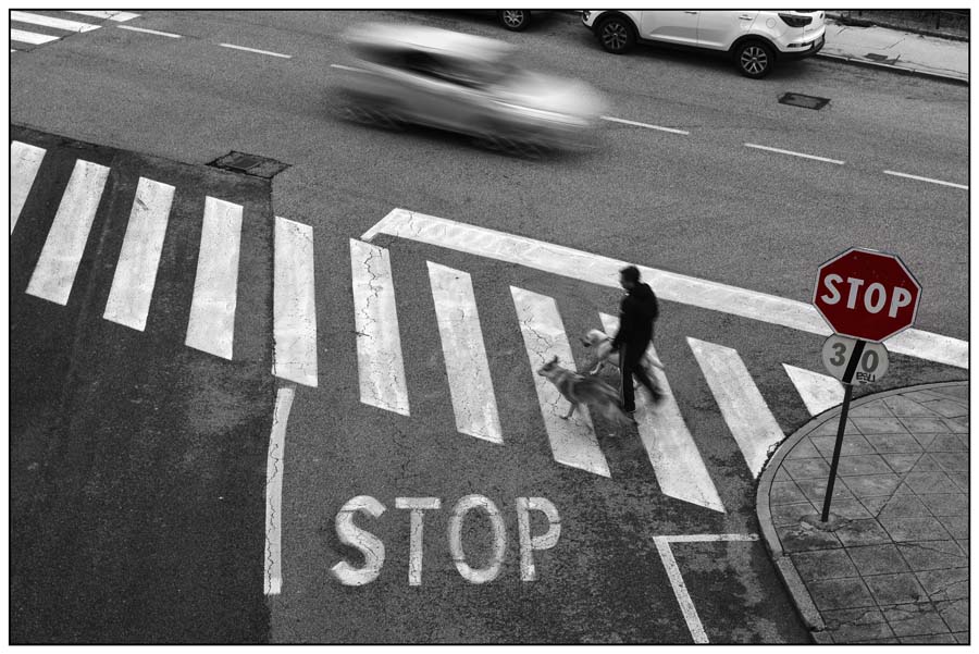 David Lavrencic Zebra