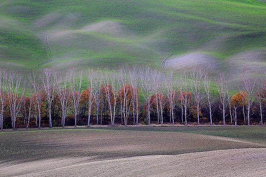 Marina Poplar trees in Tuscany