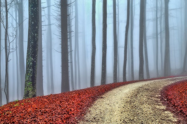 Simon Kovacic Mystic forest 48