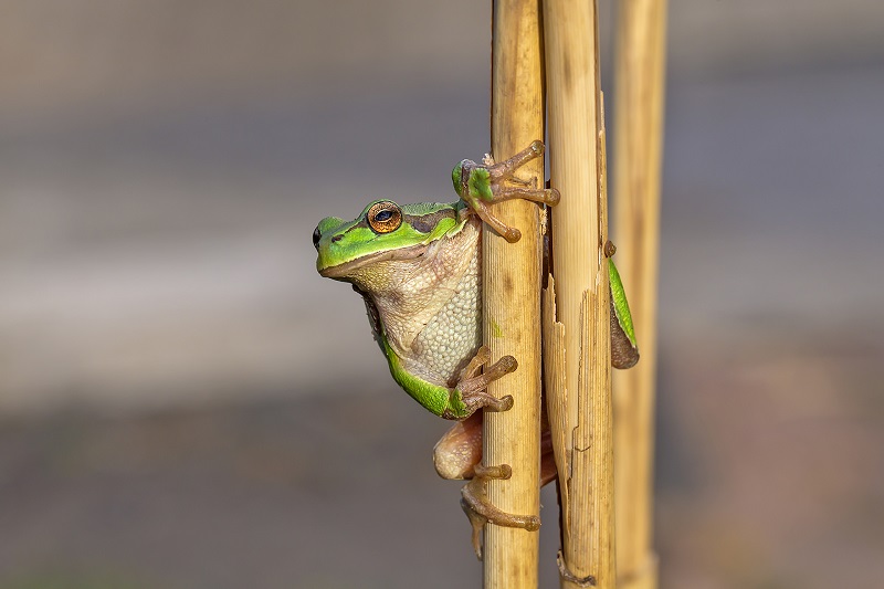 Tree frog 03