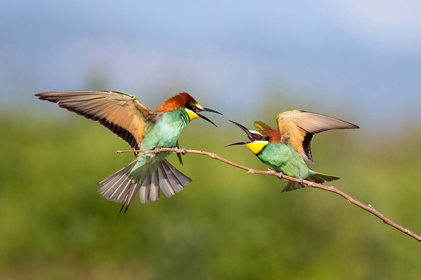 Bee eater fight r