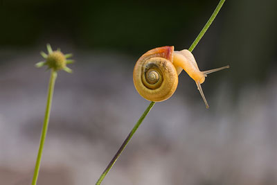 Tanja Gorjan Little snail 12